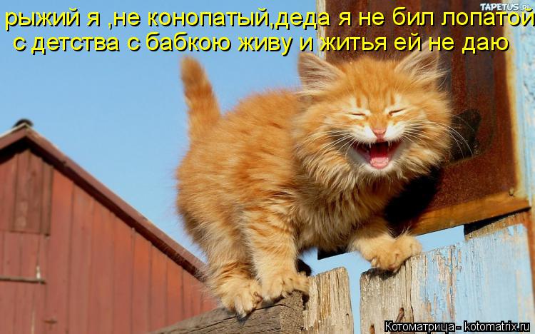 Котоматрица: рыжий я ,не конопатый,деда я не бил лопатой с детства с бабкою живу и житья ей не даю