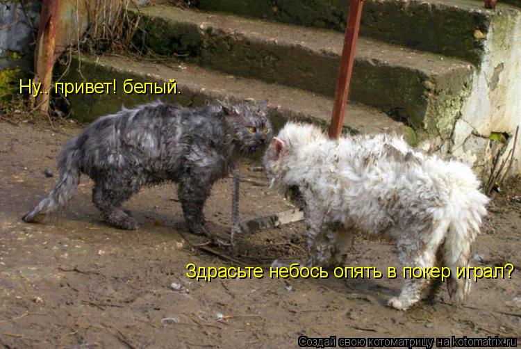 Котоматрица: Ну.. привет! белый. Здрасьте небось опять в покер играл?