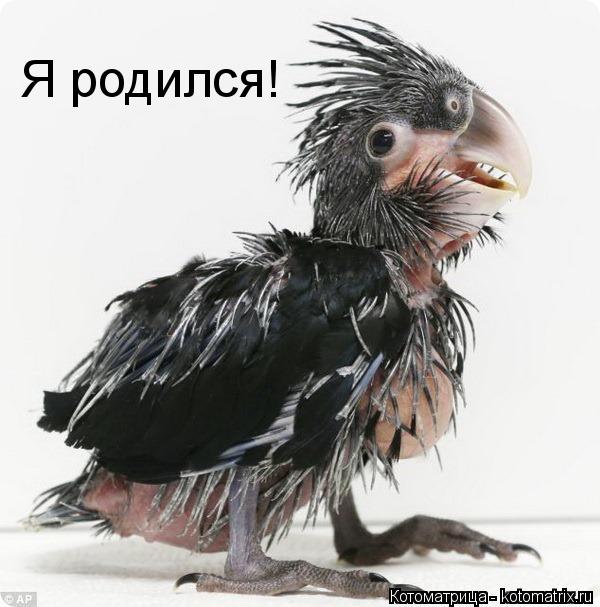 Я родился!... Котоматрица: Я родился!
