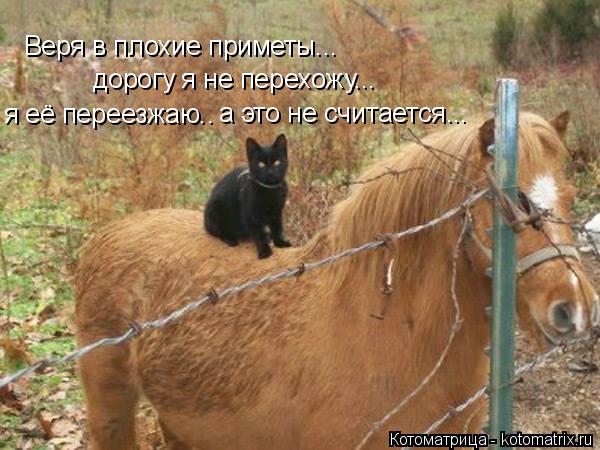Веря в плохие приметы... дорогу я не перехожу... я её переезжаю.. а это не считается...... Котоматрица: Веря в плохие приметы... дорогу я не перехожу... я её переезжаю.. а это не считается...