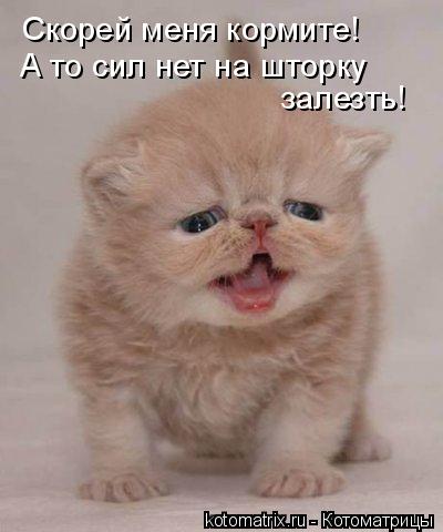Скорей меня кормите! А то сил нет на шторку залезть!... Котоматрица: Скорей меня кормите! А то сил нет на шторку залезть!