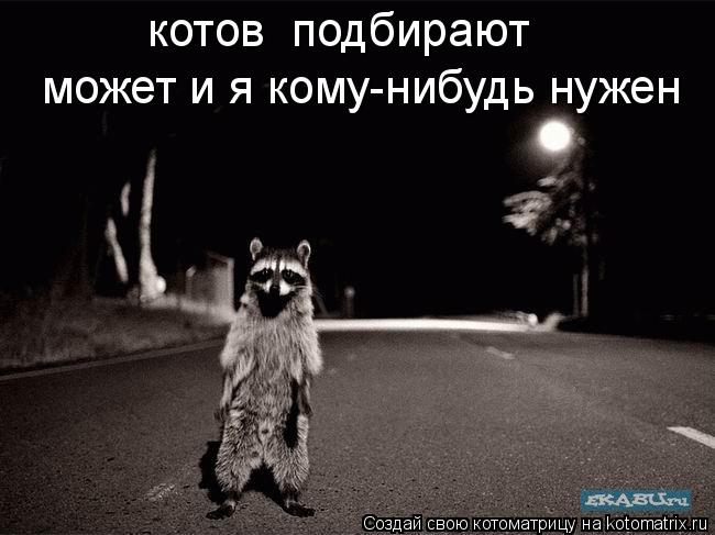 котов подбирают может и я кому-нибудь нужен... Котоматрица: котов подбирают может и я кому-нибудь нужен