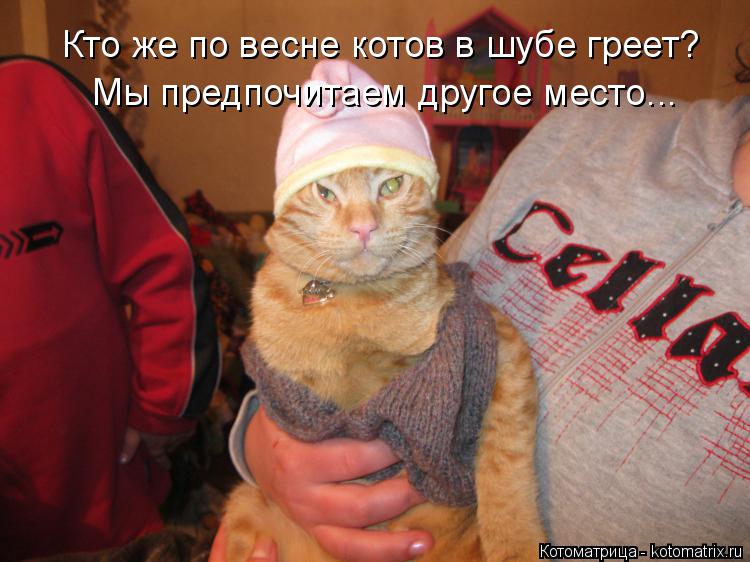 Котоматрица: Кто же по весне котов в шубе греет?   Мы предпочитаем другое место...