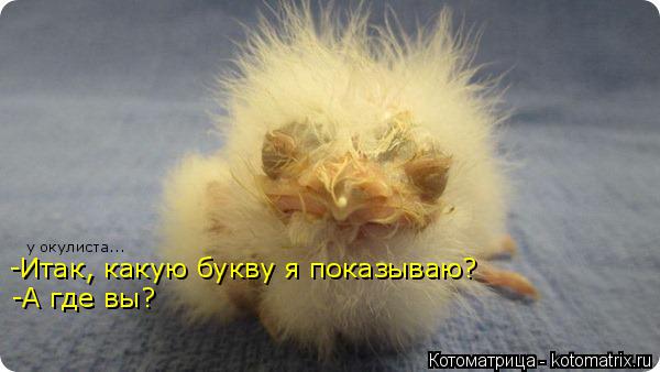 -Итак, какую букву я показываю? -А где вы? у окулиста...... Котоматрица: -Итак, какую букву я показываю? -А где вы? у окулиста...