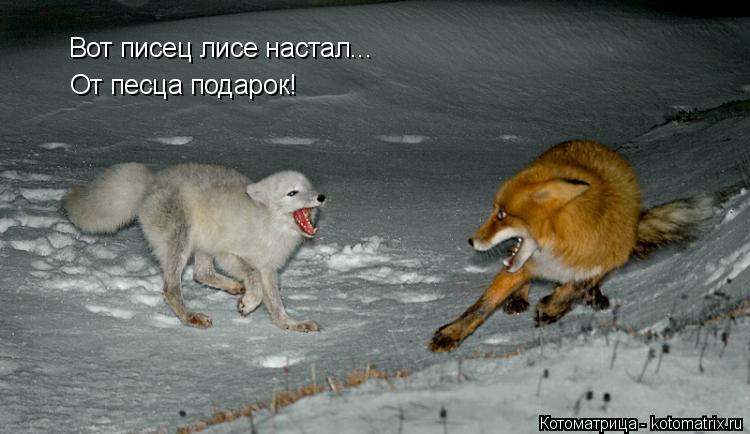 Котоматрица: Вот писец лисе настал... От песца подарок!
