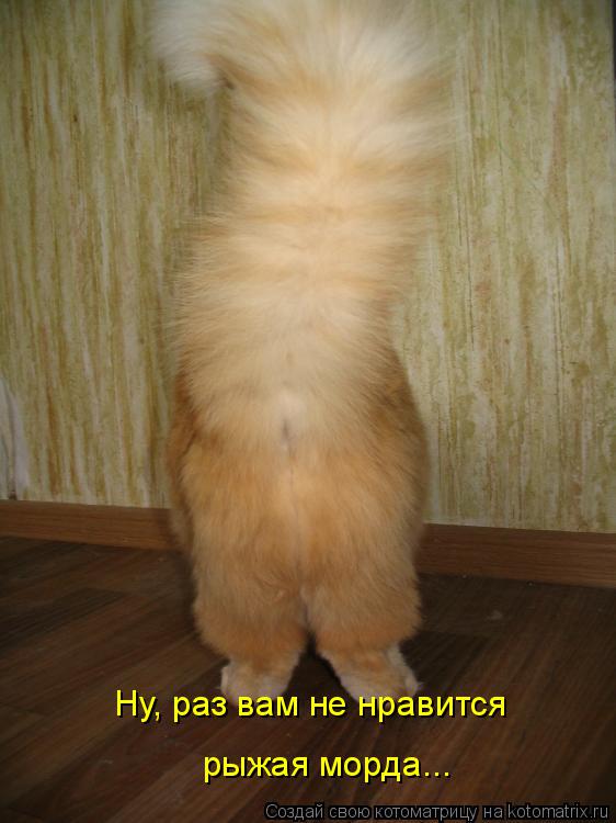 Ну, раз вам не нравится рыжая морда...... Котоматрица: Ну, раз вам не нравится рыжая морда...