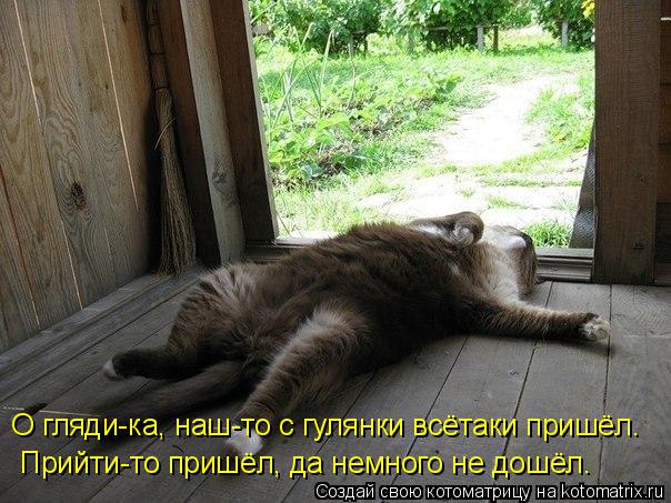 Котоматрица: О гляди-ка, наш-то с гулянки всётаки пришёл. Прийти-то пришёл, да немного не дошёл.