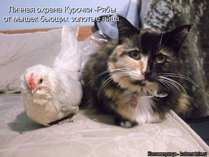 Личная охрана Курочки -Рябы от мышек бьющих золотые яйца.... Котоматрица: Личная охрана Курочки -Рябы от мышек бьющих золотые яйца.