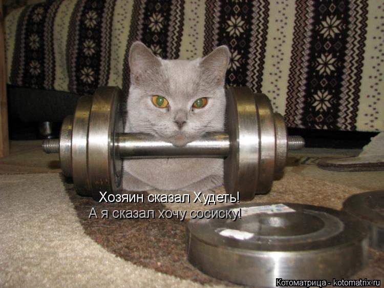 Хозяин сказал Худеть! А я сказал хочу сосиску!... Котоматрица: Хозяин сказал Худеть! А я сказал хочу сосиску!