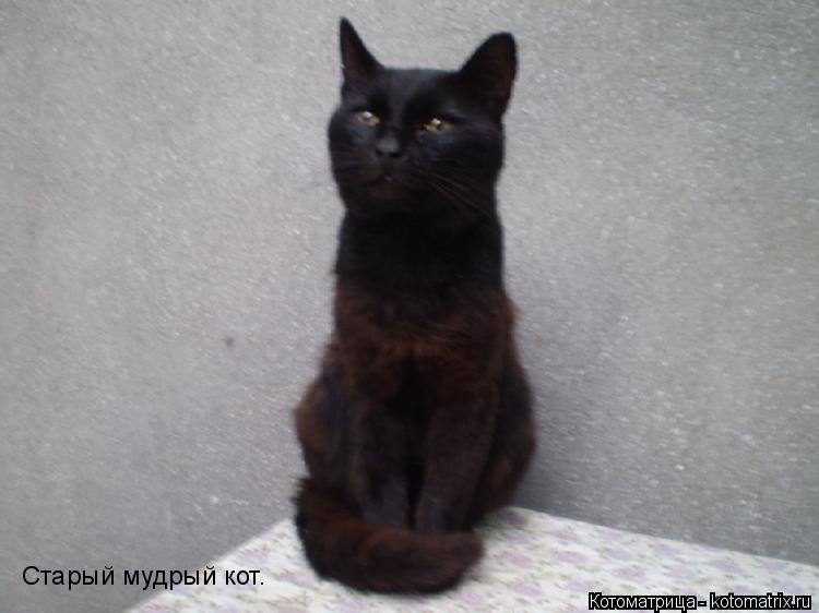 Котоматрица: Старый мудрый кот.