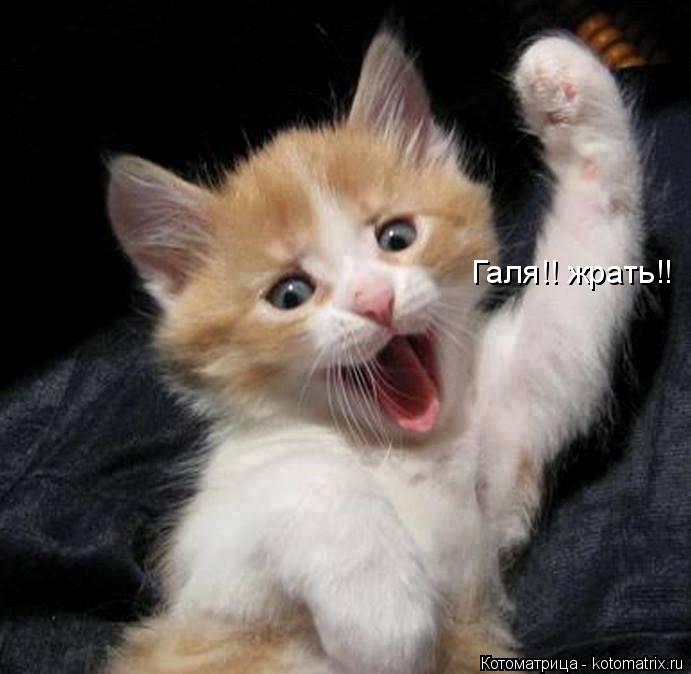Галя!! жрать!! Галя!! жрать!!... Котоматрица: Галя!! жрать!! Галя!! жрать!!