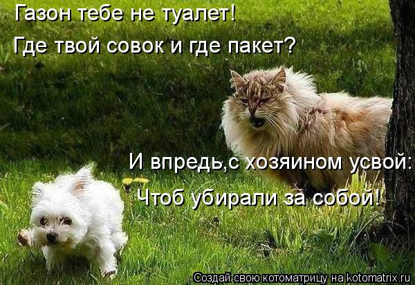Газон тебе не туалет! Где твой совок и где пакет? И впредь,с хозяином усвой: Чтоб убирали за собой!... Котоматрица: Газон тебе не туалет! Где твой совок и где пакет? И впредь,с хозяином усвой: Чтоб убирали за собой!
