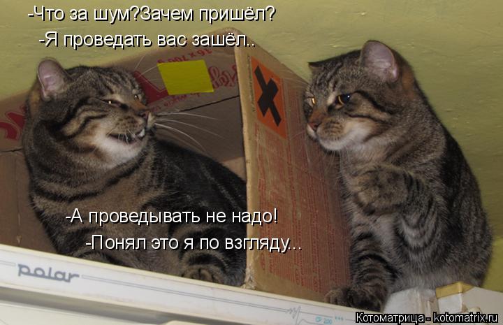 -Что за шум?Зачем пришёл? -Я проведать вас зашёл.. -А проведывать не надо! -Понял это я по взгляду...... Котоматрица: -Что за шум?Зачем пришёл? -Я проведать вас зашёл.. -А проведывать не надо! -Понял это я по взгляду...
