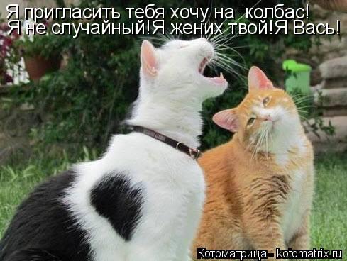 Котоматрица: Я пригласить тебя хочу на  колбас! Я не случайный!Я жених твой!Я Вась!