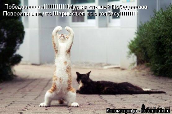 Котоматрица: Победааааааа!!!!!!!!!!!!!Мурзик слышь? Победаааааа Поверили мне,что Шарик съел всю колбасу!!!!!!!!!!
