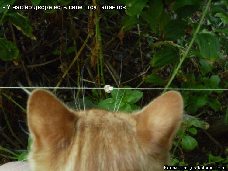 Котоматрица: - У нас во дворе есть своё шоу талантов.