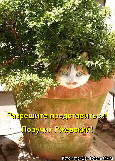 Котоматрица: Разрешите представиться! Поручик Ржевский!