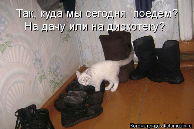 Так, куда мы сегодня поедем? На дачу или на дискотеку?... Котоматрица: Так, куда мы сегодня поедем? На дачу или на дискотеку?