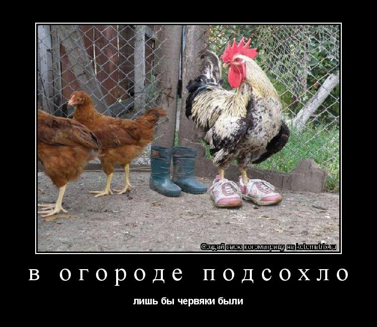 Котоматрица: в огороде подсохло лишь бы червяки были