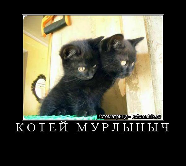 КОТЕЙ МУРЛЫНЫЧ ... Котоматрица: КОТЕЙ МУРЛЫНЫЧ