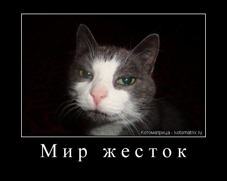 Мир жесток ... Котоматрица: Мир жесток