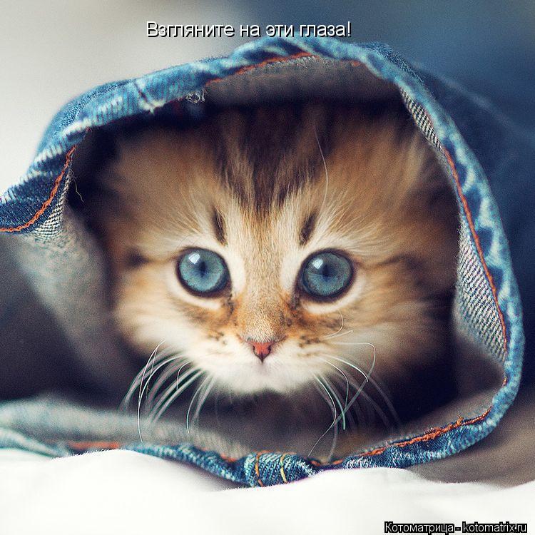 Котоматрица: Взгляните на эти глаза!