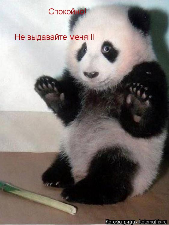 Спокойно! Не выдавайте меня!!!... Котоматрица: Спокойно! Не выдавайте меня!!!