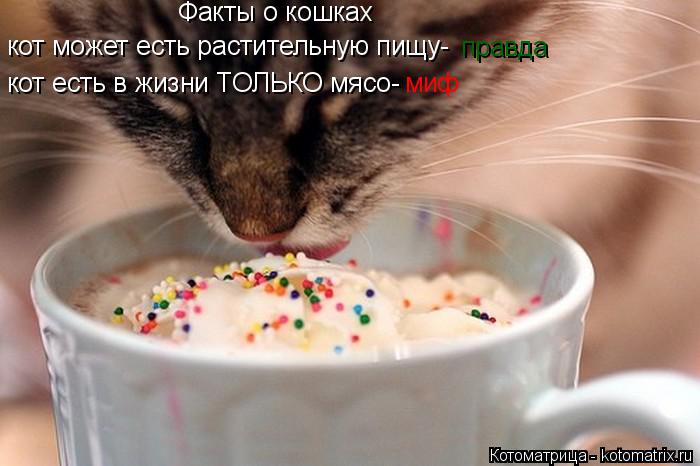 Факты о кошках кот есть в жизни ТОЛЬКО мясо- миф кот может есть растительную пищу- правда... Котоматрица: Факты о кошках кот есть в жизни ТОЛЬКО мясо- миф кот может есть растительную пищу- правда
