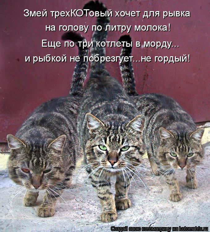 Змей трехКОТовый хочет для рывка на голову по литру молока! Еще по три котлеты в морду... и рыбкой не... Котоматрица: Змей трехКОТовый хочет для рывка на голову по литру молока! Еще по три котлеты в морду... и рыбкой не побрезгует...не гордый!