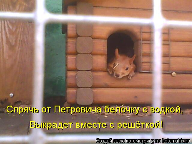 Спрячь от Петровича белочку с водкой, Выкрадет вместе с решёткой!... Котоматрица: Спрячь от Петровича белочку с водкой, Выкрадет вместе с решёткой!