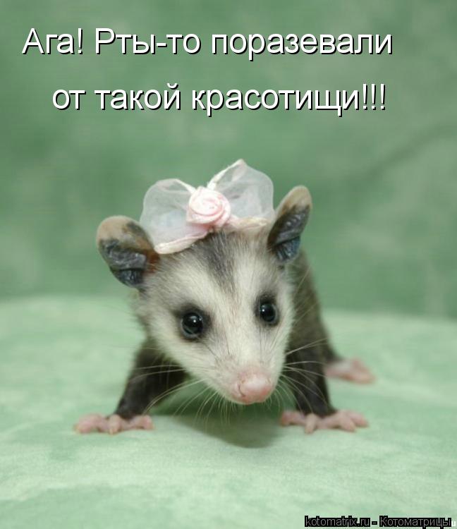 Ага! Рты-то поразевали от такой красотищи!!!... Котоматрица: Ага! Рты-то поразевали от такой красотищи!!!