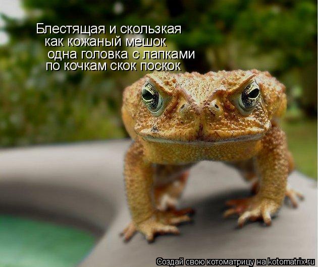 Блестящая и скользкая как кожаный мешок одна головка с лапками по кочкам скок поскок... Котоматрица: Блестящая и скользкая как кожаный мешок одна головка с лапками по кочкам скок поскок