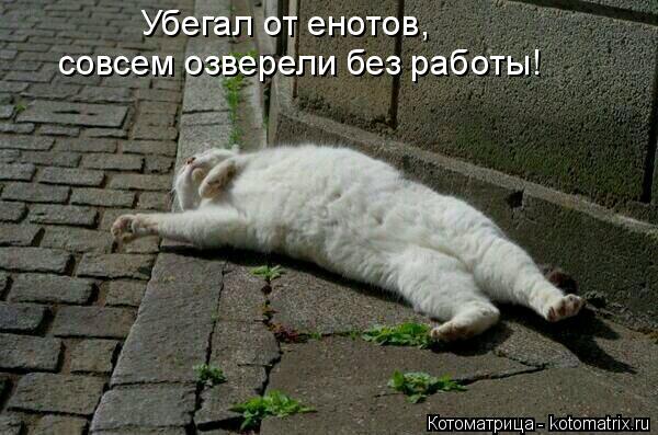 Убегал от енотов, совсем озверели без работы!... Котоматрица: Убегал от енотов, совсем озверели без работы!
