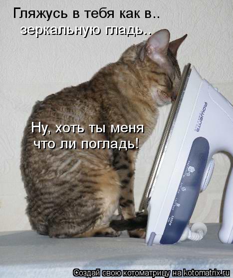 Гляжусь в тебя как в.. зеркальную гладь.. Ну, хоть ты меня что ли погладь!... Котоматрица: Гляжусь в тебя как в.. зеркальную гладь.. Ну, хоть ты меня что ли погладь!