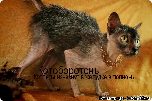 Котоборотень. Котлеты изчезнут в желудке,в полночь...... Котоматрица: Котоборотень. Котлеты изчезнут в желудке,в полночь...
