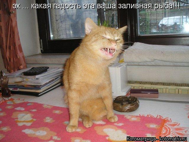 эх ... какая гадость эта ваша заливная рыба!!!... Котоматрица: эх ... какая гадость эта ваша заливная рыба!!!