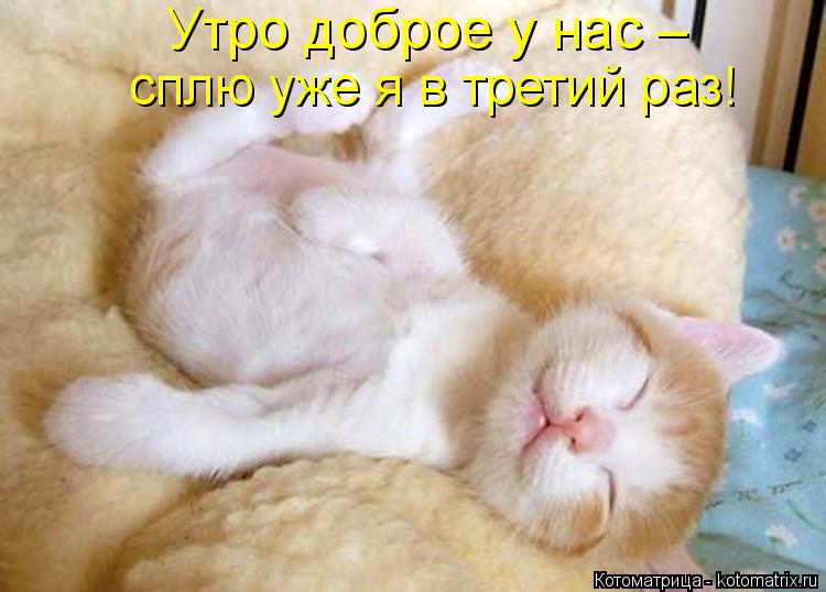 Утро доброе у нас – сплю уже я в третий раз!... Котоматрица: Утро доброе у нас – сплю уже я в третий раз!