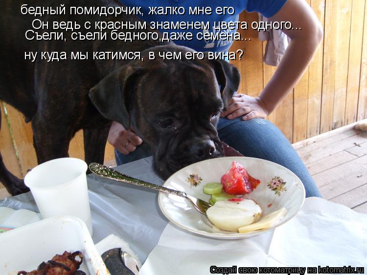 бедный помидорчик, жалко мне его Он ведь с красным знаменем цвета одного... Съели, съели бедного,даже... Котоматрица: бедный помидорчик, жалко мне его Он ведь с красным знаменем цвета одного... Съели, съели бедного,даже семена... ну куда мы катимся, в чем его в