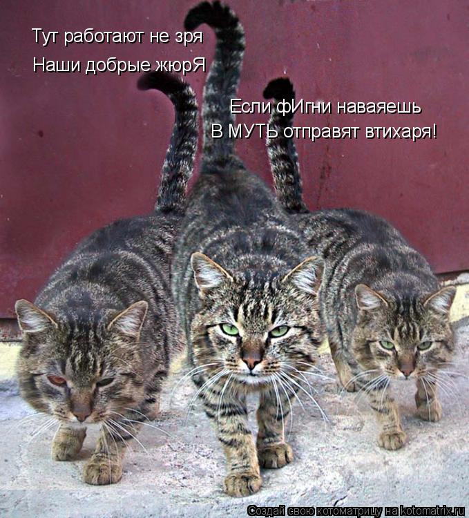 Наши добрые жюрЯ Тут работают не зря Если фИгни наваяешь В МУТЬ отправят втихаря!... Котоматрица: Наши добрые жюрЯ Тут работают не зря Если фИгни наваяешь В МУТЬ отправят втихаря!
