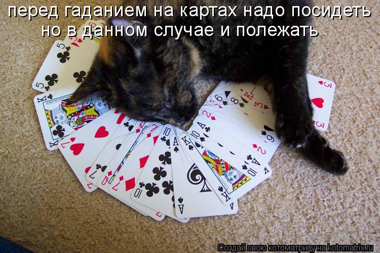 Котоматрица: перед гаданием на картах надо посидеть но в данном случае и полежать