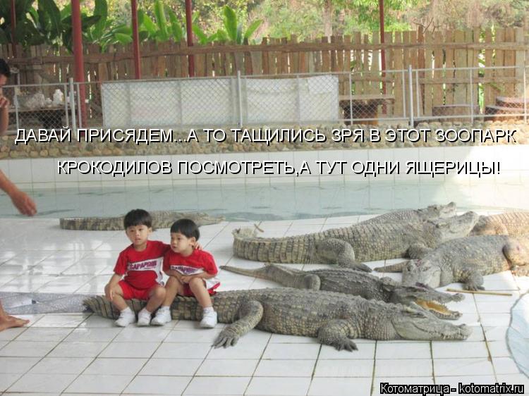 ДАВАЙ ПРИСЯДЕМ...А ТО ТАЩИЛИСЬ ЗРЯ В ЭТОТ ЗООПАРК КРОКОДИЛОВ ПОСМОТРЕТЬ,А ТУТ ОДНИ ЯЩЕРИЦЫ!... Котоматрица: ДАВАЙ ПРИСЯДЕМ...А ТО ТАЩИЛИСЬ ЗРЯ В ЭТОТ ЗООПАРК КРОКОДИЛОВ ПОСМОТРЕТЬ,А ТУТ ОДНИ ЯЩЕРИЦЫ!