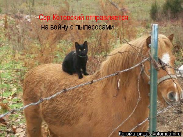 Сэр Котовский отправляется на войну с пылесосами... Котоматрица: Сэр Котовский отправляется на войну с пылесосами