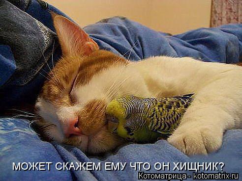 Котоматрица: МОЖЕТ СКАЖЕМ ЕМУ ЧТО ОН ХИЩНИК?