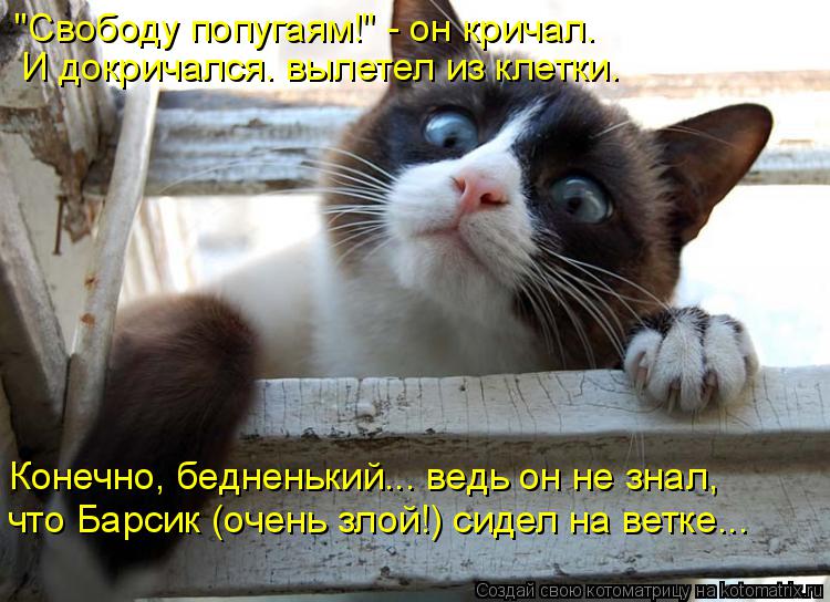 "Свободу попугаям!" - он кричал. И докричался. вылетел из клетки. Конечно, бедненький... ведь он не з... Котоматрица: "Свободу попугаям!" - он кричал. И докричался. вылетел из клетки. Конечно, бедненький... ведь он не знал, что Барсик (очень злой!) сидел на ветке.