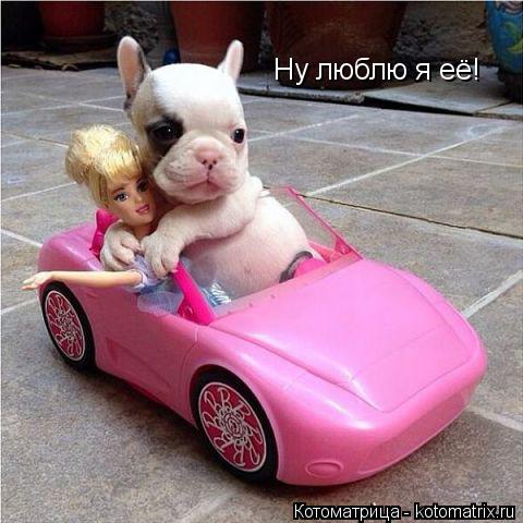 Ну люблю я её!... Котоматрица: Ну люблю я её!