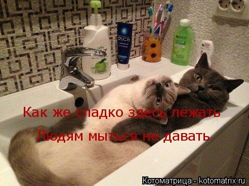 Как же сладко здесь лежать Людям мыться не давать... Котоматрица: Как же сладко здесь лежать Людям мыться не давать