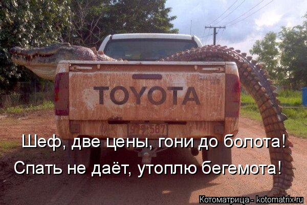 Шеф, две цены, гони до болота! Спать не даёт, утоплю бегемота!... Котоматрица: Шеф, две цены, гони до болота! Спать не даёт, утоплю бегемота!