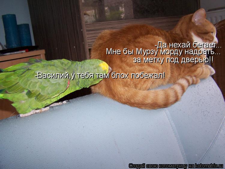 Котоматрица: -Василий,у тебя там блох побежал! -Да нехай бегает... Мне бы Мурзу морду надрать... за метку под дверью!!