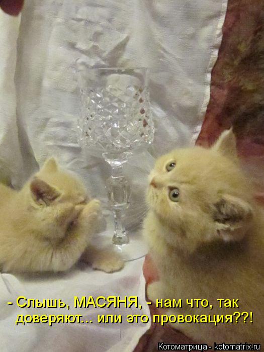 Котоматрица: - Слышь, МАСЯНЯ, - нам что, так доверяют... или это провокация??!