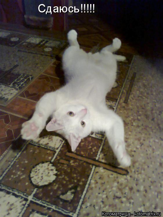 Сдаюсь!!!!!... Котоматрица: Сдаюсь!!!!!